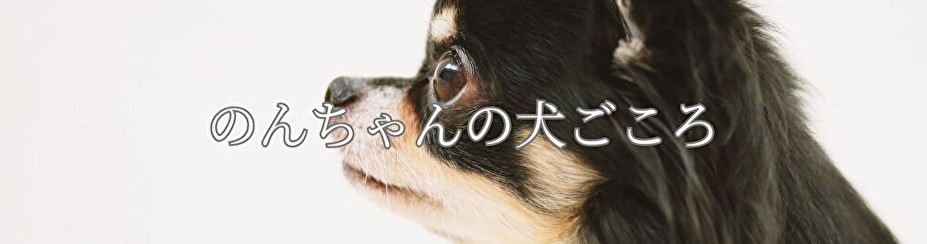 のんちゃんの犬ごころ